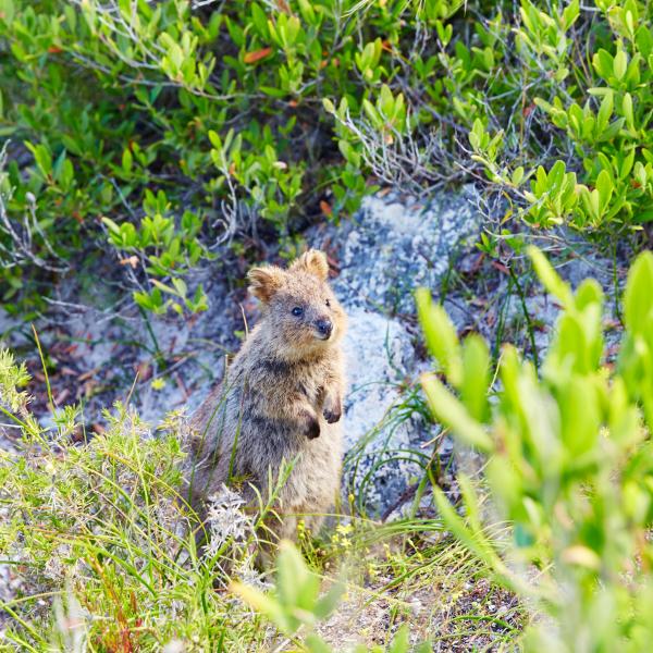 Adorable quokka au bord de l'océan, Rottnest Island, WA © Tourism WA