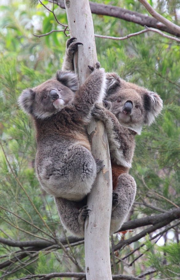 Koalas dans un arbre du You Yangs Regional Park © Koala Clancy Foundation