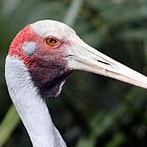 Tête de Brolga © Tourism Australia