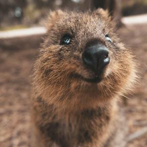 Quokka, Rottnest Island, WA © James Vodicka