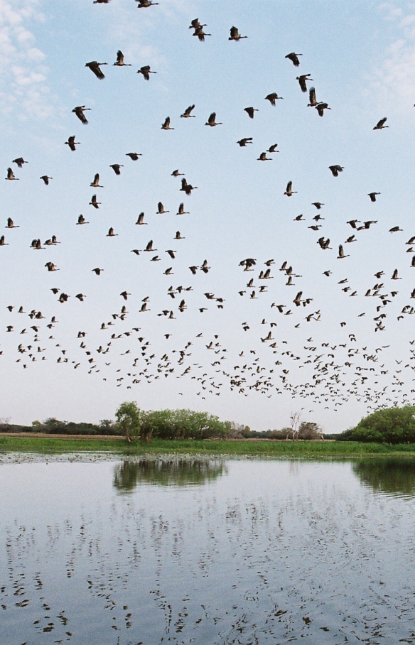 Oiseaux survolant les marais de Yellow Water dans le Kakadu National Park dans le Territoire du Nord © Gary Topic