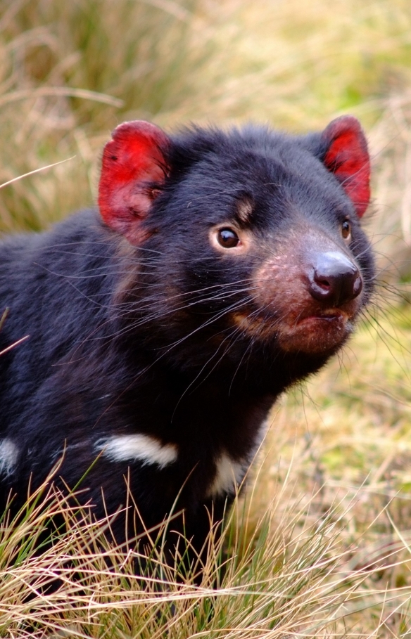 Diable de Tasmanie courant dans l'herbe au Cradle Mountain National Park en Tasmanie © Tourism Tasmania