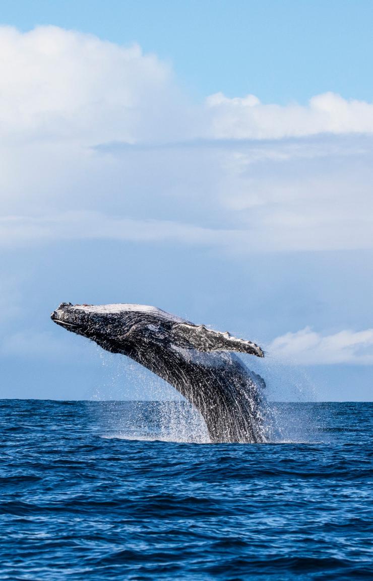 Une baleine fendant la surface de l'océan lors d'une excursion avec Dive Jervis Bay, Jervis Bay, Nouvelle-Galles du Sud © Jordan Robins