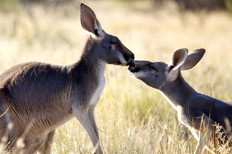 The Kangaroo Sanctuary, Alice Springs, NT © The Kangaroo Sanctuary