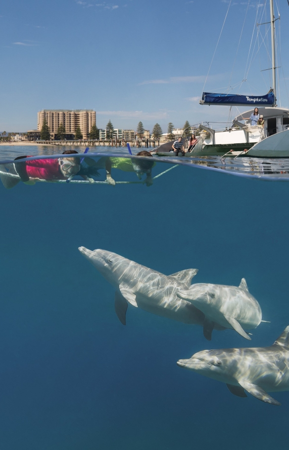 Plongeurs avec masque et tuba observant des dauphins lors d'une excursion en bateau Temptation Sailing à Glenelg en Australie du Sud © South Australian Tourism Commission