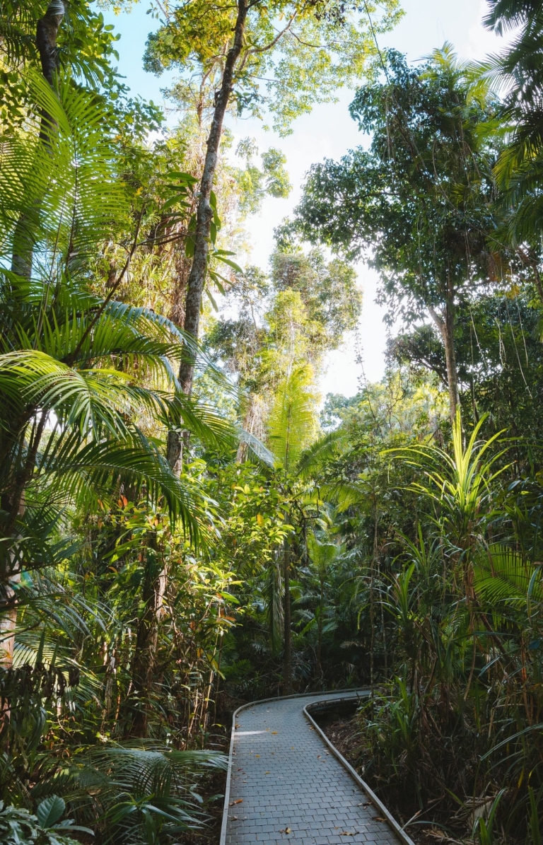  Cape Tribulation, Tropical North Queensland, QLD © Tourism Australia