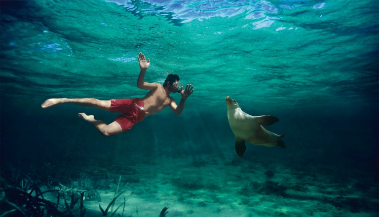 Nagez avec les lions de mer sur Baird Bay, SA © Caroline Fisher