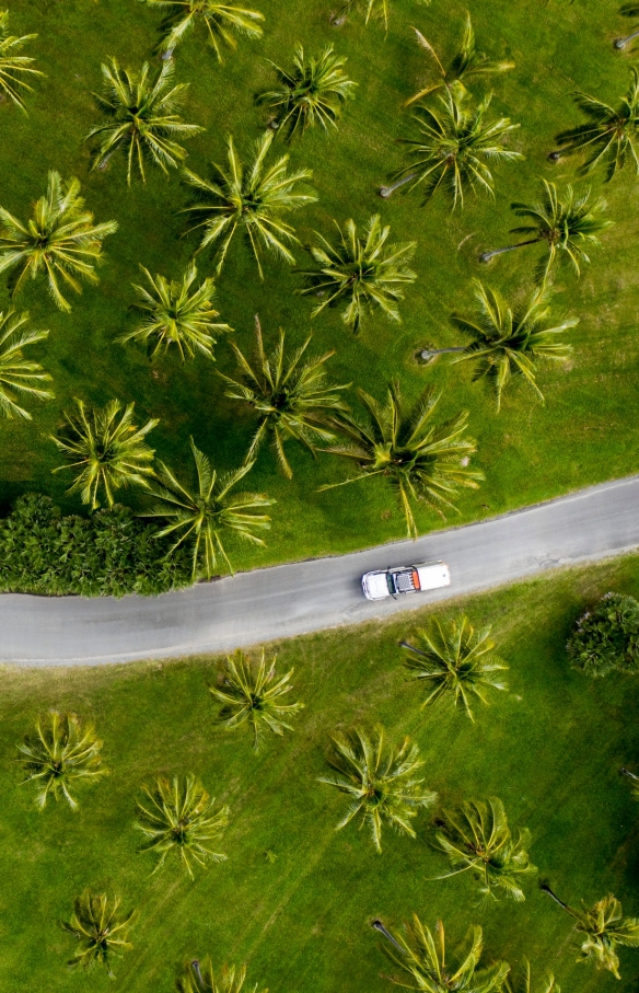 Aerial of car driving through palm trees in Tropical North Queensland © Tourism and Events Queensland / Sean Scott.