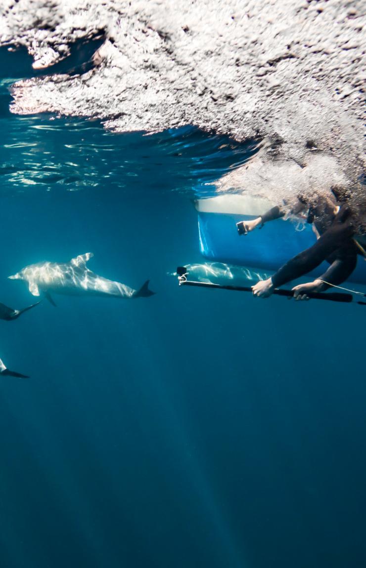 Vue sous-marine de plongeurs nageant avec des dauphins avec Temptation Sailing, Adélaïde, Australie du Sud © Tourism Australia Vue sous-marine de plongeurs nageant avec des dauphins avec Temptation Sailing, Adélaïde, Australie du Sud © Tourism Australia