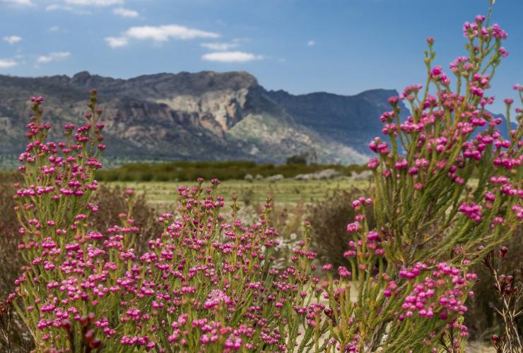 Fleurs sauvages en floraison devant une montagne des Grampians © Visit Victoria