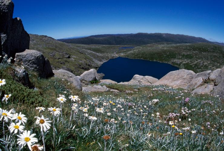  Fleurs en pleine floraison au niveau d'un belvédère du Kosciuszko National Park © Tourism Australia