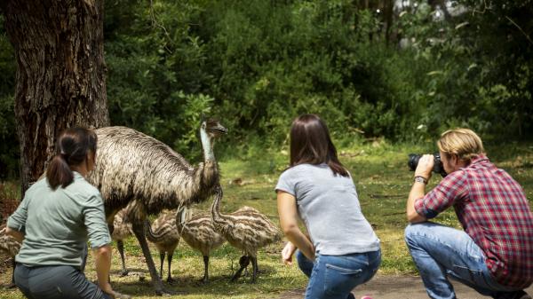 Worn Gundidj, Tower Hill Nature Reserve, VIC