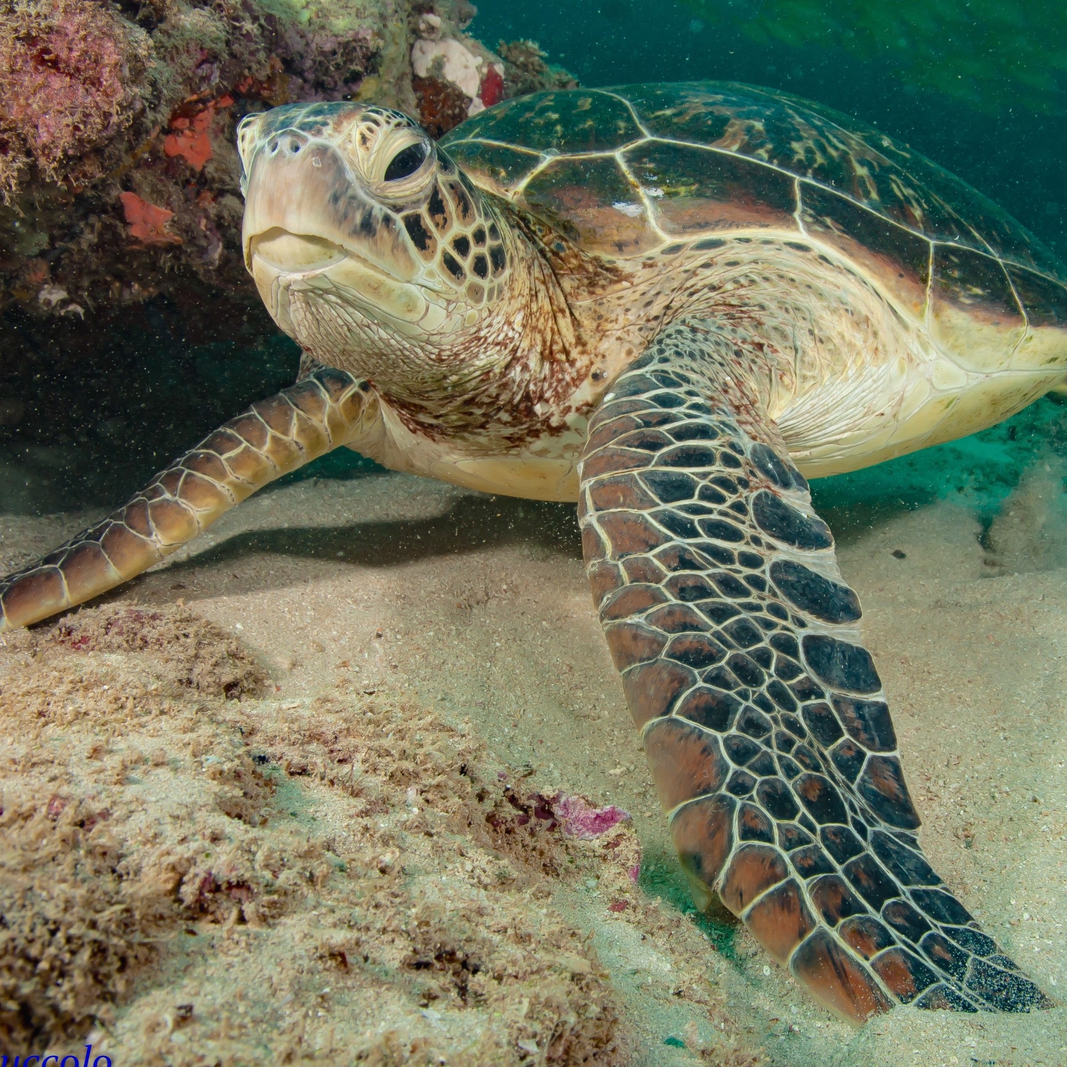 Tortue de mer verte © Exmouth Dive and Whalesharks Ningaloo