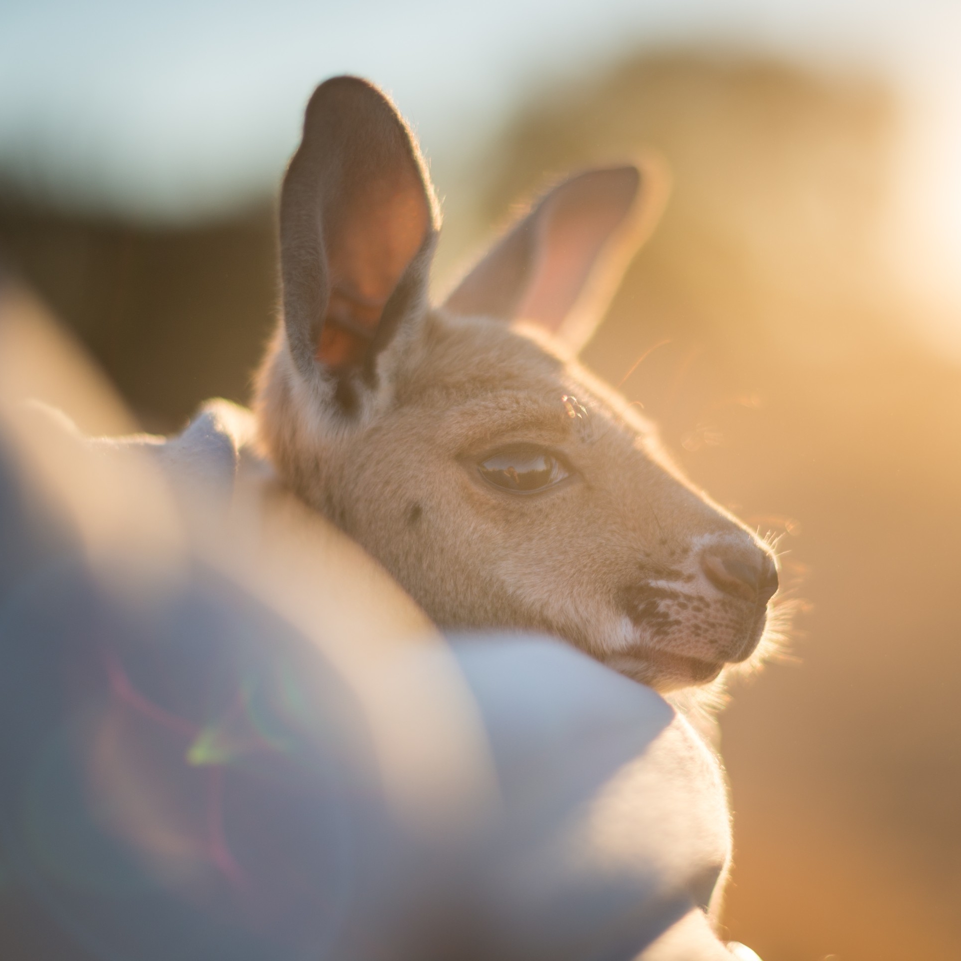 The Kangaroo Sanctuary, Alice Springs, NT © Tourism NT/Matt Glastonbury 2017