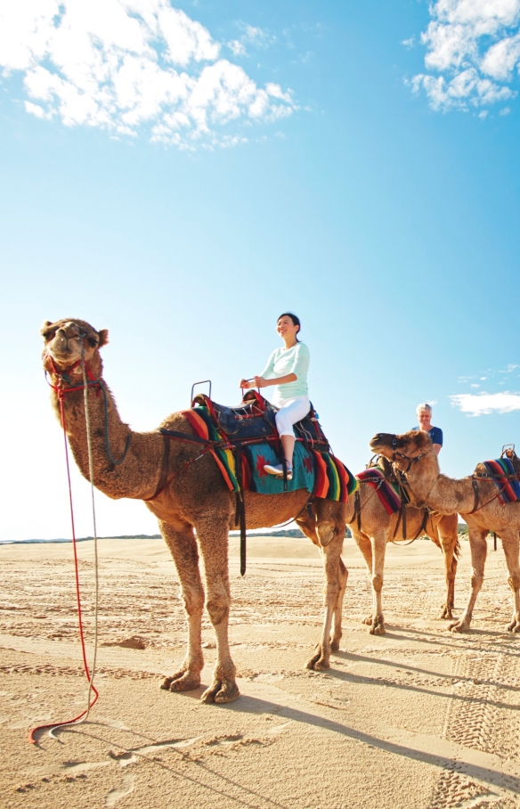 Camel Train at Stockton Beach, Port Stephens, NSW © Tourism Australia