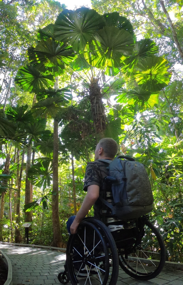 Man in a wheelchair looking up at the canopy of the Daintree Rainforest in Queensland © Tourism and Events Queensland