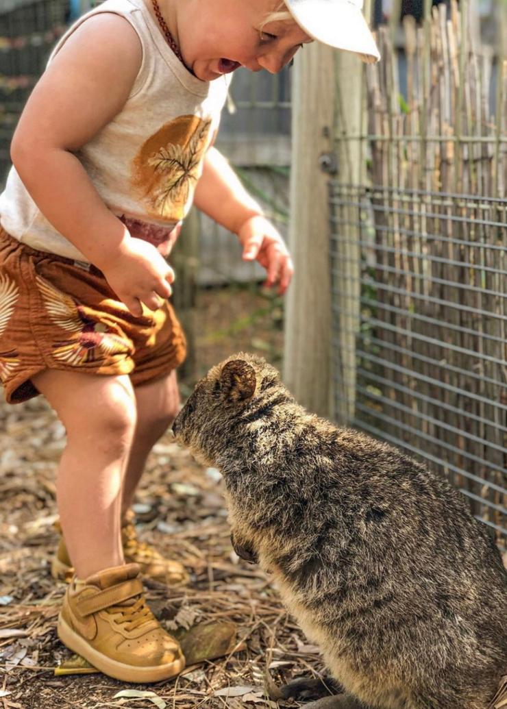 Bocah laki-laki dan quokka di Adelaide Zoo di Adelaide, South Australia © Carissa Wright