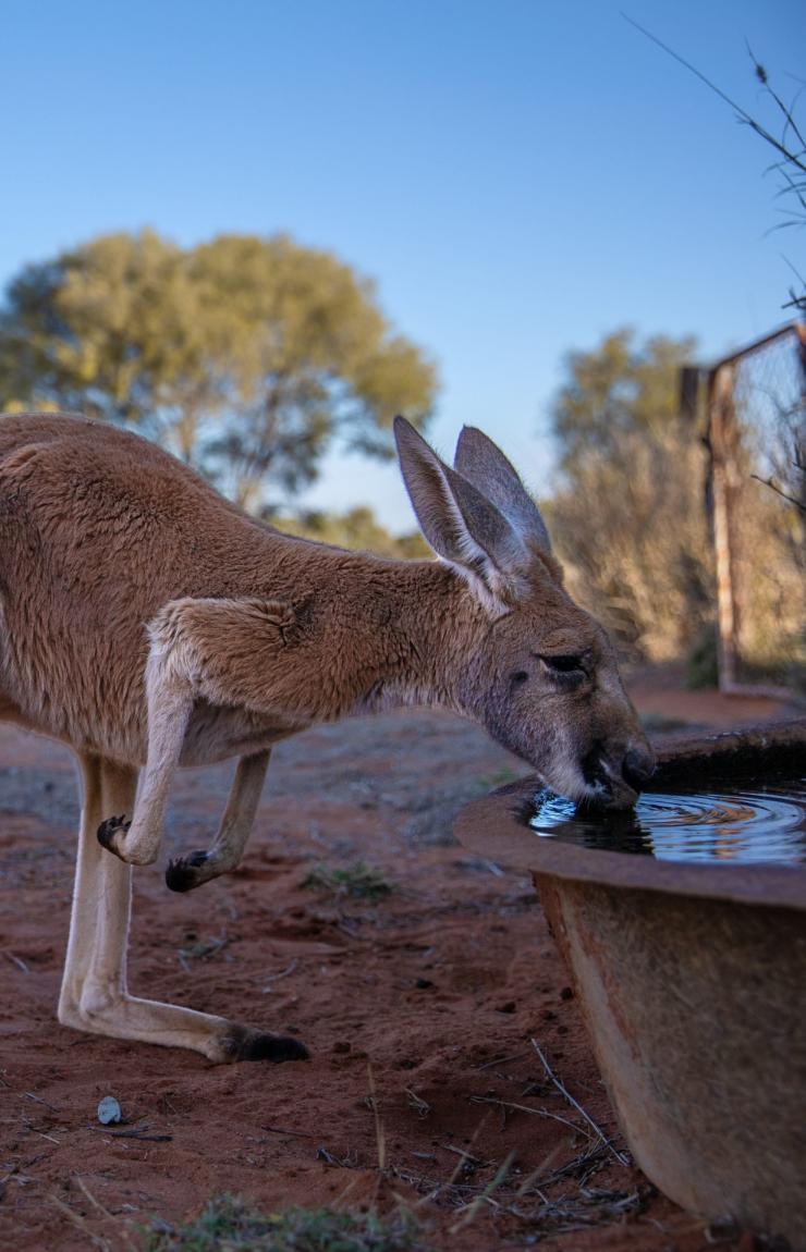 Kangaroo Sanctuary, Alice Springs, Northern Territory © Tourism Australia