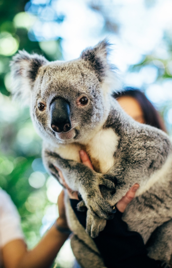 Currumbin Wildlife Sanctuary, Gold Coast, Queensland © Destination Gold Coast