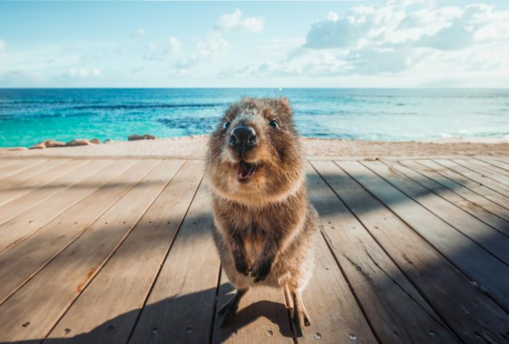 Seekor quokka yang melihat ke arah kamera di pantai di Rottnest Island, Western Australia © Tourism Western Australia