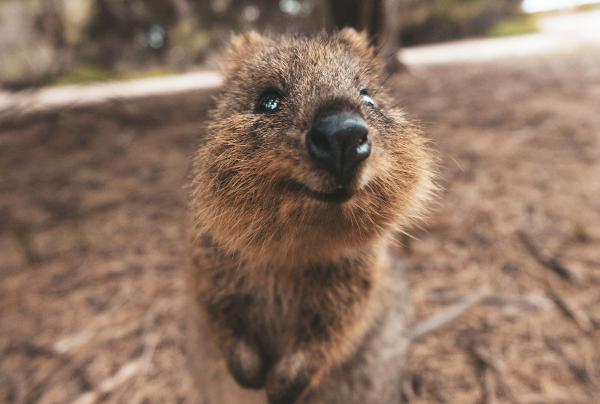 Quokka tersenyum di Rottnest Island, Western Australia © James Vodicka