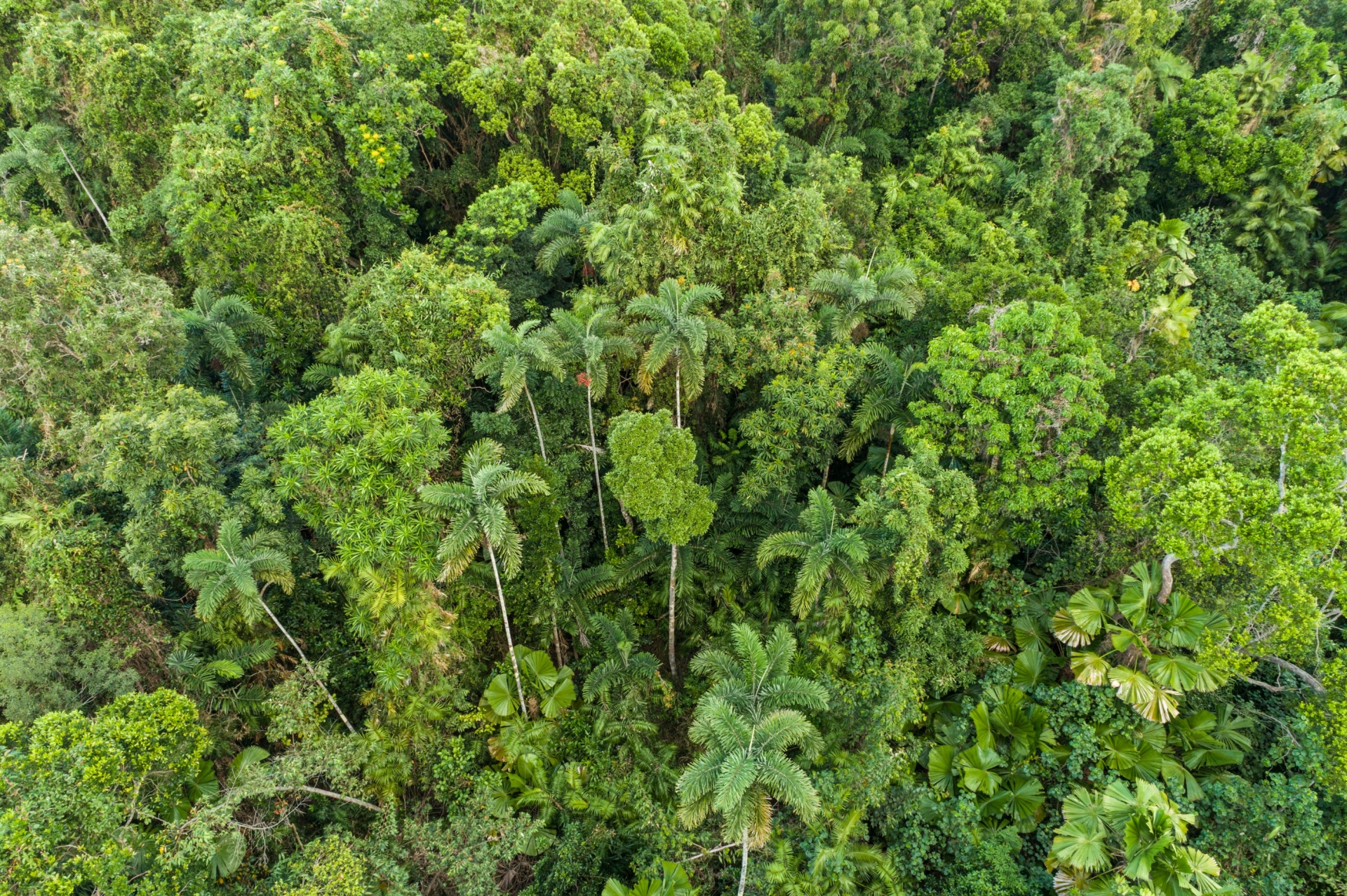 FNQ Nature Tours, Daintree Rainforest, Queensland © Tourism and Events Queensland