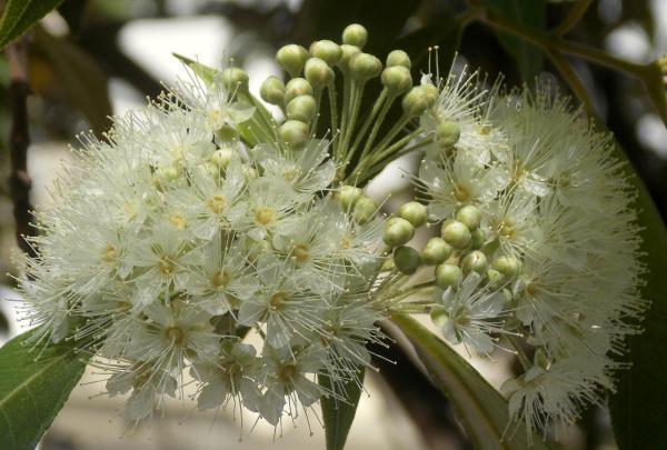 Tanaman Lemon Myrtle di Noosa Head © "Si vous savez être tendre" by uphillblok is licensed under CC BY-SA 2.0