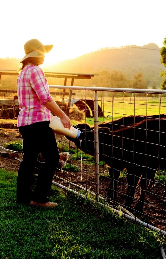 Tommerup's Dairy Farm, Kerry, QLD © Matt Raimondo