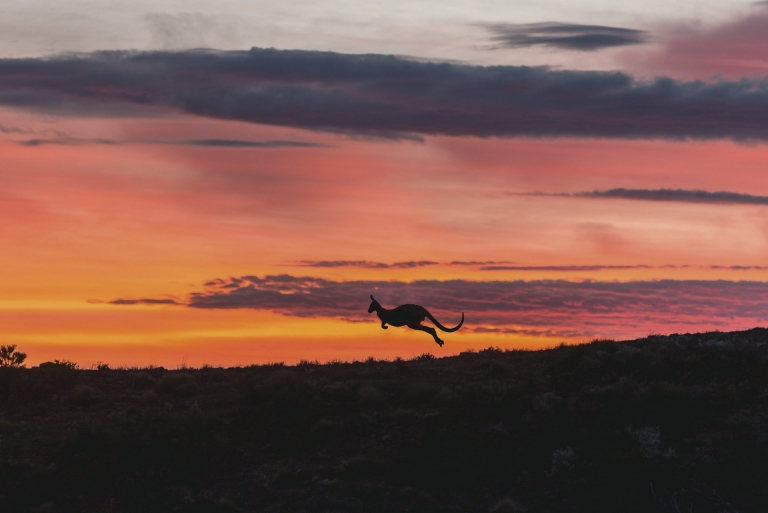 Kanguru melintasi Arkaba saat matahari terbenam di Flinders Ranges National Park di South Australia © South Australian Tourism Commission