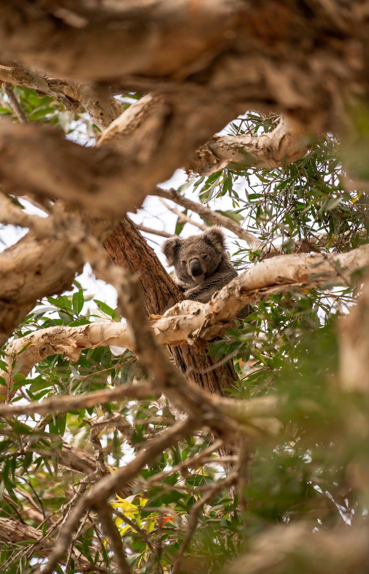 Seekor koala sedang duduk di antara cabang-cabang pohon yang dikelilingi dedaunan di Tilligerry Habitat Reserve, Tanilba Bay, New South Wales © Rob Mulally
