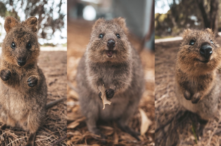 Quokka, Rottnest Island, WA © James Vodicka