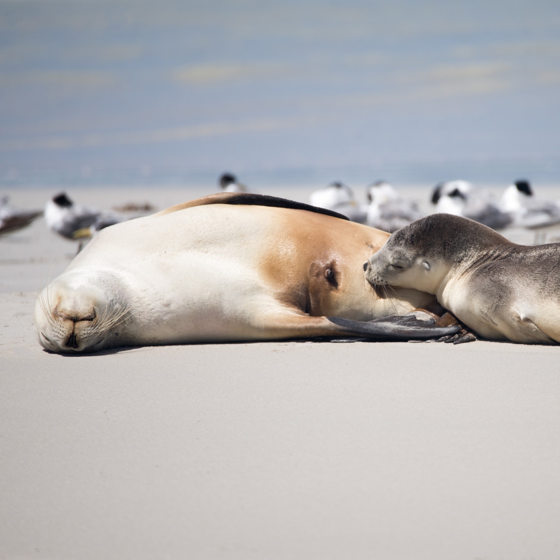 Singa Laut Australia di Seal Bay Conservation Park © Exceptional Kangaroo Island