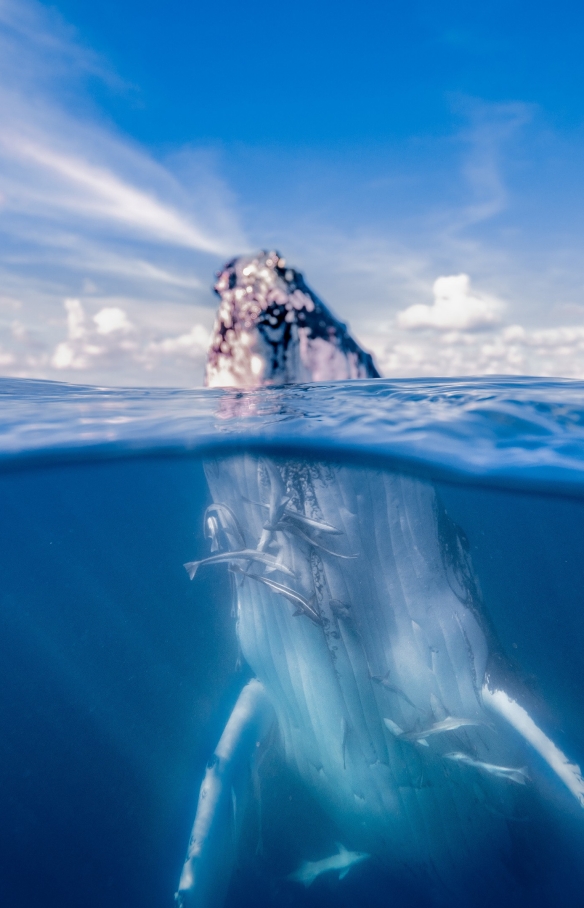 Whale Watch Swim with the Whales © Tourism & Events Queensland