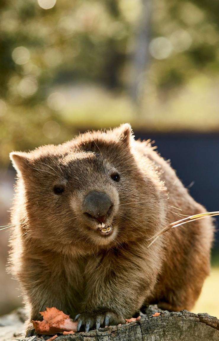 Wombat, Symbio Wildlife Park, Helensburgh, NSW © Destination NSW