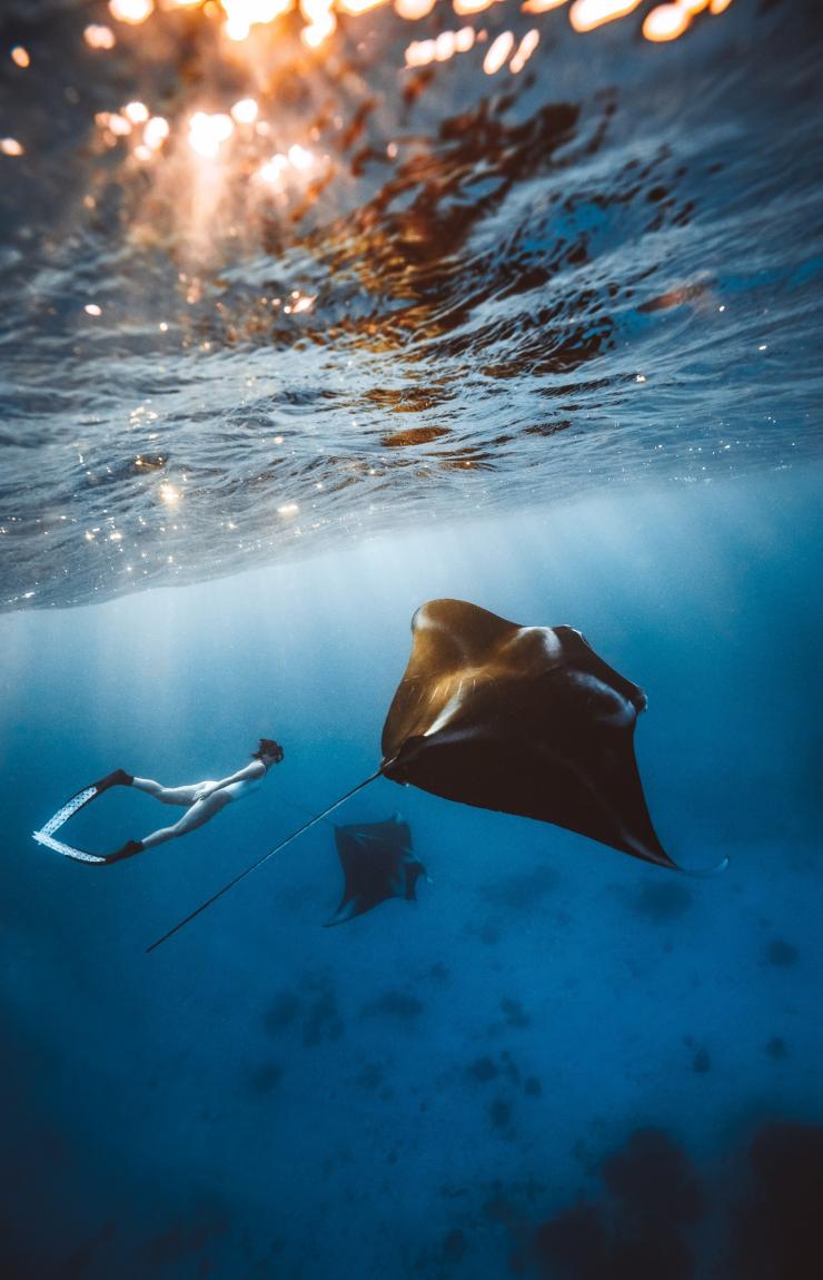 Seorang wanita sedang bersnorkel di dekat dua pari manta di perairan dekat Lady Elliot Island, Great Barrier Reef, Queensland © Tourism and Events Queensland