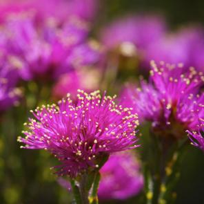 Phymatocarpus maxwellii wildflower, found in Fitzgerald River National Park © Tourism WA