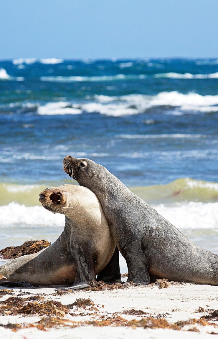 Dua singa laut di pantai di Seal Bay Conservation Park di Kangaroo Island © Exceptional Kangaroo Island