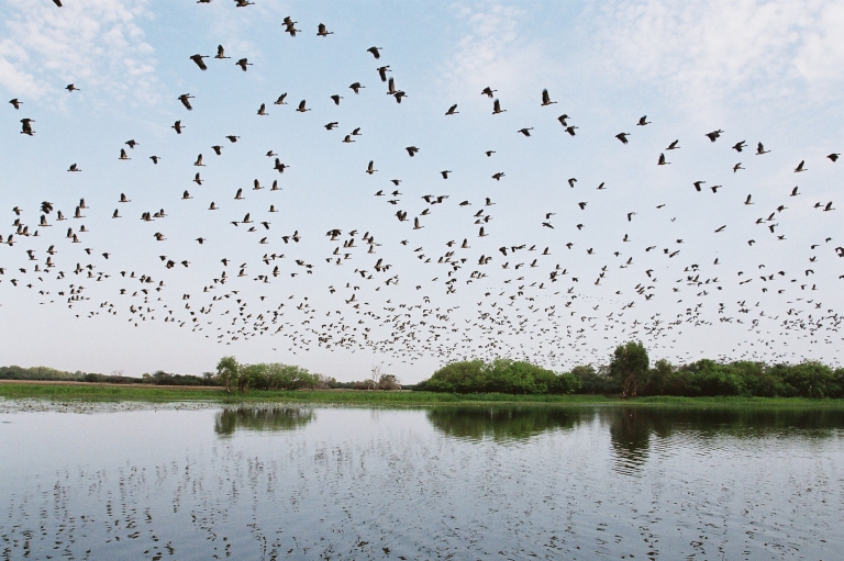 Burung terbang di atas lahan basah di Yellow Water di Kakadu National Park di Northern Territory © Gary Topic