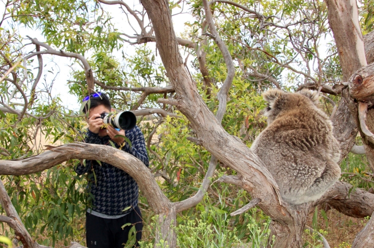 Pria mengambil foto koala saat Australian Coastal Safari di Port Lincoln © Australian Coastal Safaris