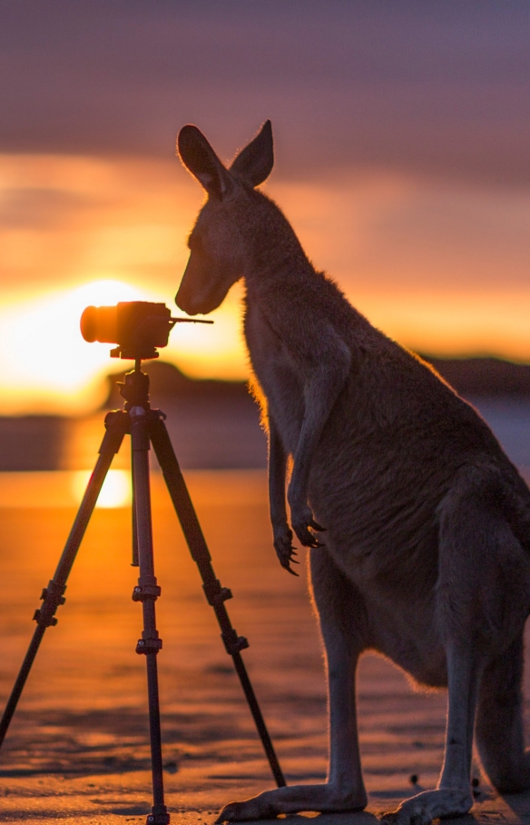 Kanguru mengamati kamera di Cape Hillsborough National Park © Matt Glastonbury/Tourism and Events Queensland