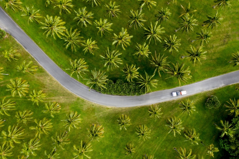 Aerial of car driving through palm trees in Tropical North Queensland © Tourism and Events Queensland / Sean Scott.