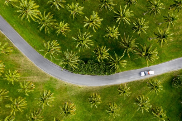 Aerial of car driving through palm trees in Tropical North Queensland © Tourism and Events Queensland / Sean Scott.