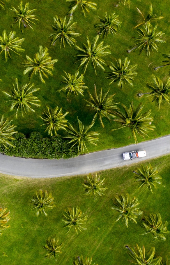 Aerial of car driving through palm trees in Tropical North Queensland © Tourism and Events Queensland / Sean Scott.