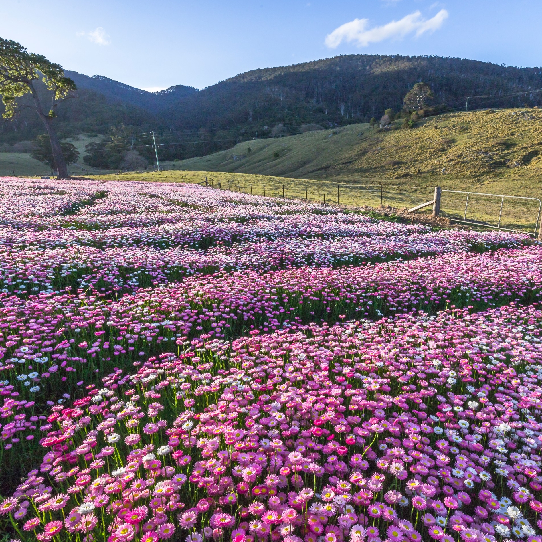 Selimut bunga liar berwarna merah muda di Mountain View Farm di Tilba Tilba © David Rogers