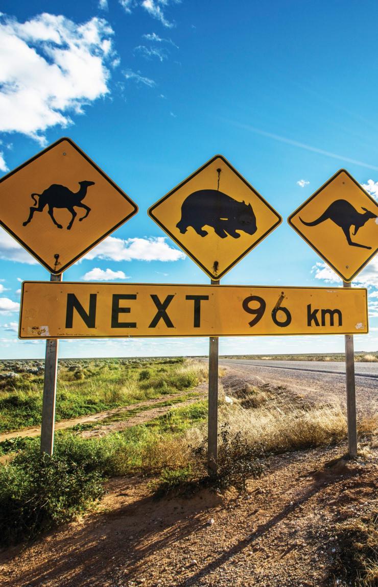 Rambu jalan peringatan margasatwa termasuk kanguru dan wombat di sepanjang jalur Eyre Highway, Nullarbor, South Australia © Greg Snell, Tourism Australia