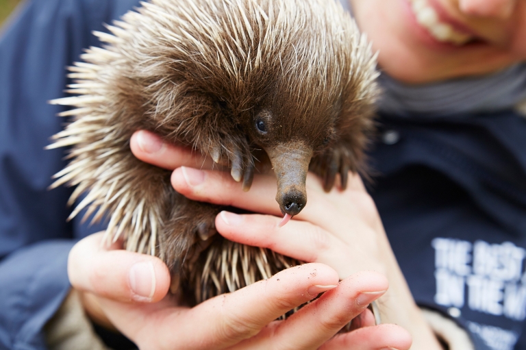 Echidna di Kangaroo Island Wildlife Park, Kangaroo Island, SA © Tourism Australia