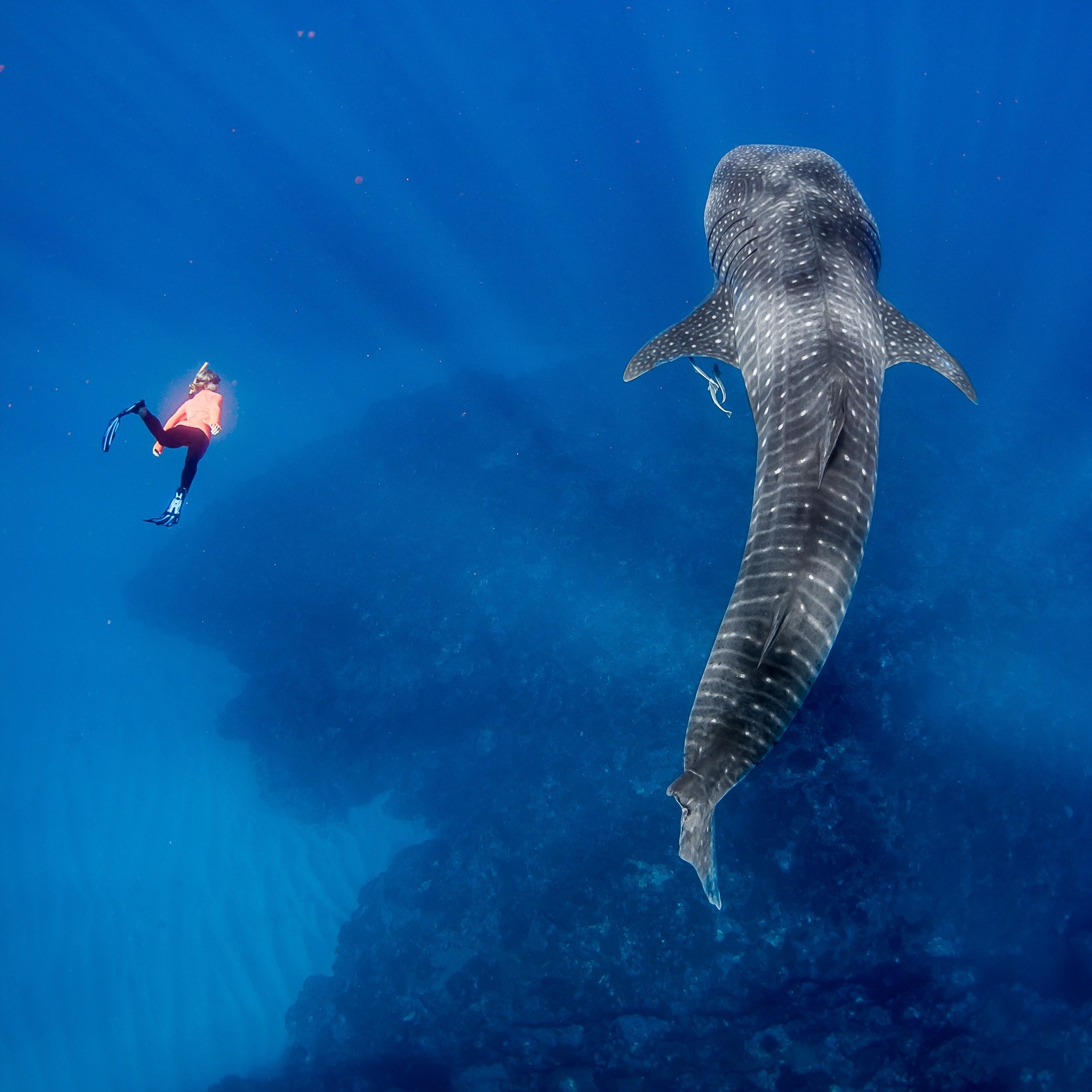 Amanti dello snorkeling nuotano accanto a uno squalo balena vicino a Exmouth © Chris Jansen/Live Ningaloo