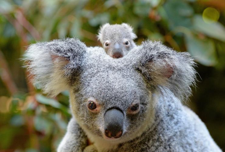 Macadamia il cucciolo di koala, Australia Zoo, Beerwah, Queensland © Ben Beaden, Australia Zoo Macadamia il cucciolo di koala, Australia Zoo, Beerwah, Queensland © Ben Beaden, Australia Zoo