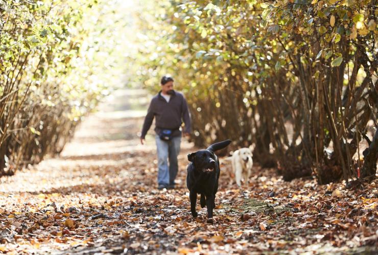 Alla ricerca dei tartufi, The Truffle & Wine Co., Manjimup, WA © Tourism Western Australia Alla ricerca dei tartufi, The Truffle & Wine Co., Manjimup, WA © Tourism Western Australia