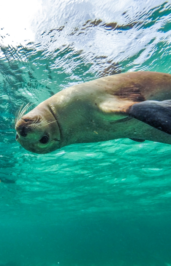 Nuotare con i leoni marini, Baird Bay, Eyre Peninsula, South Australia © South Australian Tourism Commission